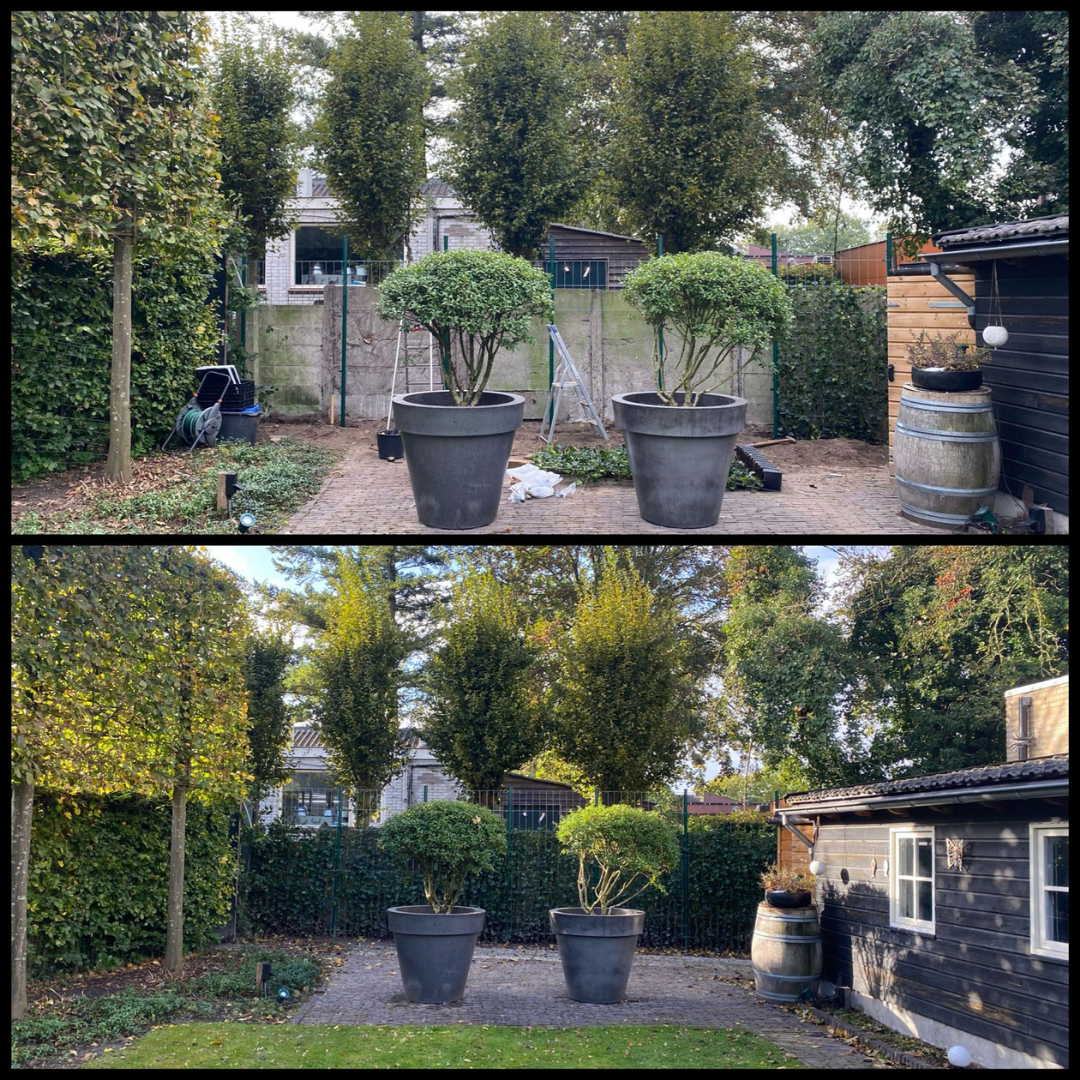 Hedera Hibernica - Klimop - Kant-en-Klaar Haag | ↔120cm - ↨120 cm