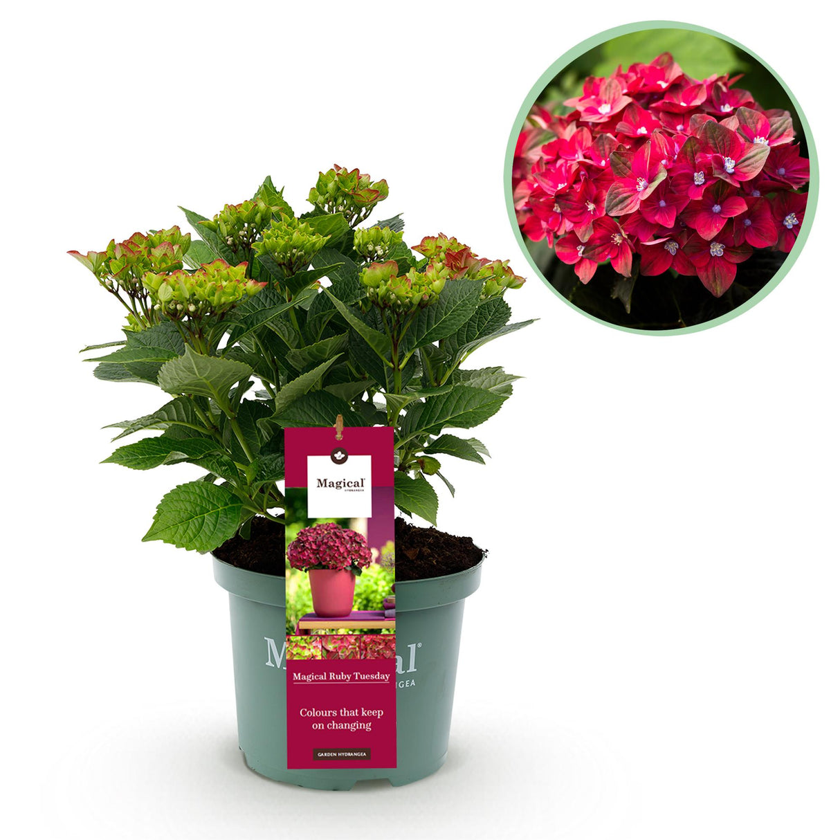 Hortensia / Hydrangea Magical Teusday & Saphire - Rood - 6-10 Bloemen - Pot 23cm Hoogte 55cm