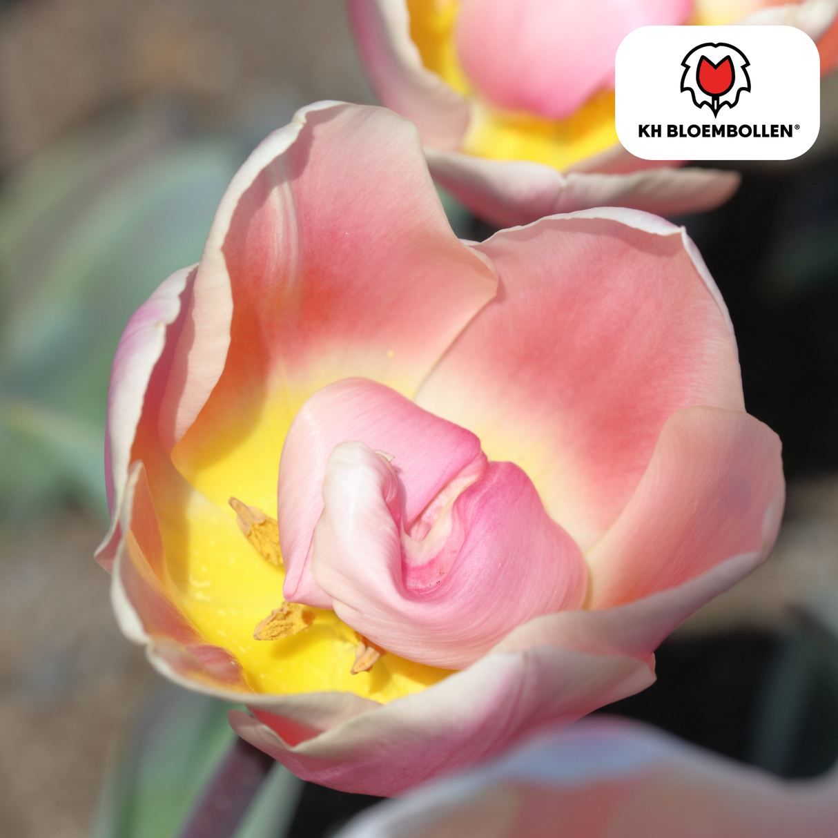 Tulpenzwiebeln Apricot Delight – 20 Stück | KH Bloembollen® | Rosa Apricot Tulpe – Sanft & Frisch – Geschenk für Garten oder Topf – Größe 11/12 – Frisch vom Züchter!