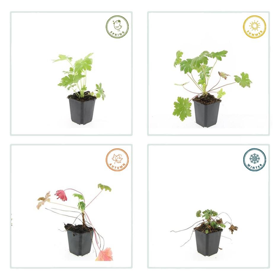 60x Geranium macr. 'Ingwersen's Var.' - ↕10-25cm - Ø9cm
