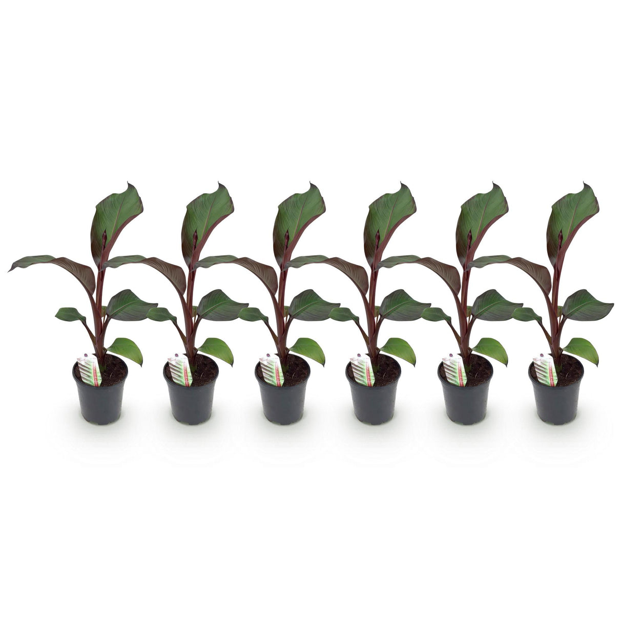 Green boutiQ - Obstpflanze - Bananenpflanze - Ensete ventricosum Maurelli - Winterhart - 6 Pflanzen - Topf 17cm Höhe 40cm