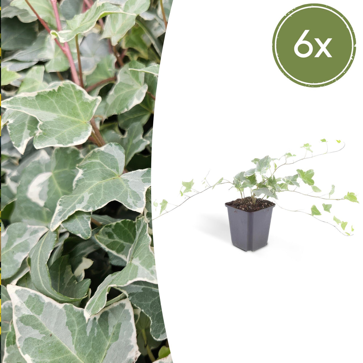 6x Hedera helix 'Glacier' - ↕10-25cm - Ø9cm