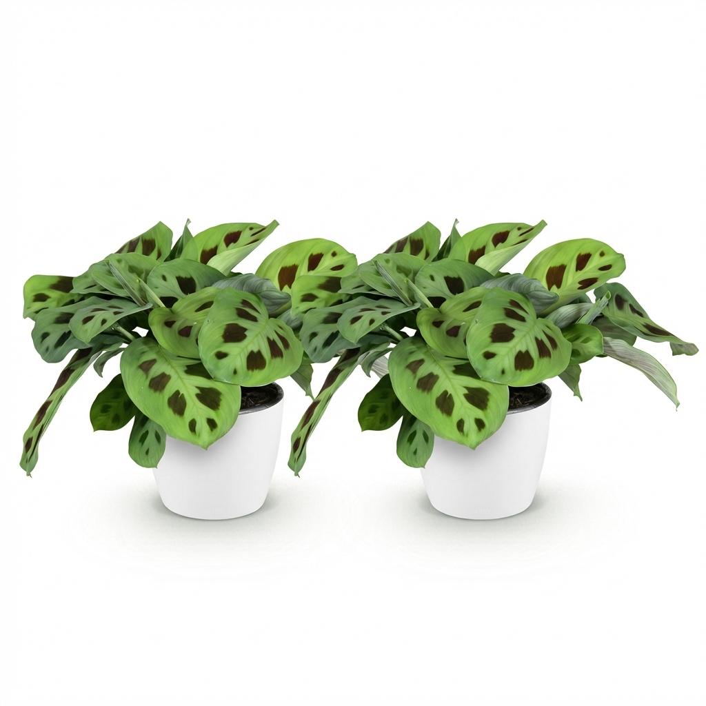 Maranta Fascinator Kerchoveana - Zebraplant - Huisdiervriendelijke Plant - Groen - 2 Planten - met Potter Wit - Pot 12cm - Hoogte 25cm