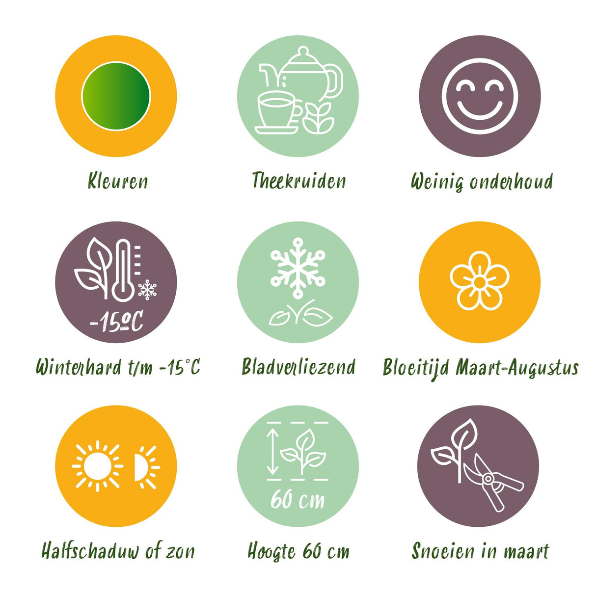 Borderpakket - Thee kruiden - 8 Vaste planten - 1 m2 - Diversen kleuren - Weinig Onderhoud - Pot 11cm