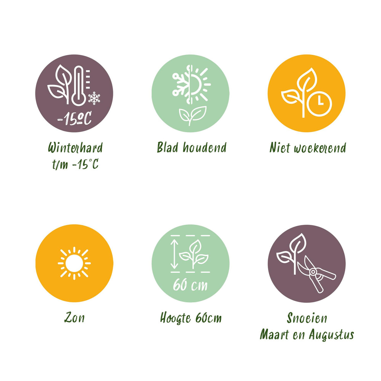 Green boutiQ - Haagplanten - Lavandula angustifolia Hidcote - blad grijs - 6 planten - 1 strekkende meter - groenblijvend - pot 17cm hoogte 30cm