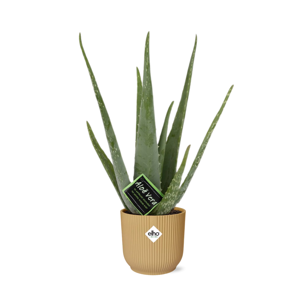Aloe Vera 12cm in ELHO Vibes Fold 14cm geel