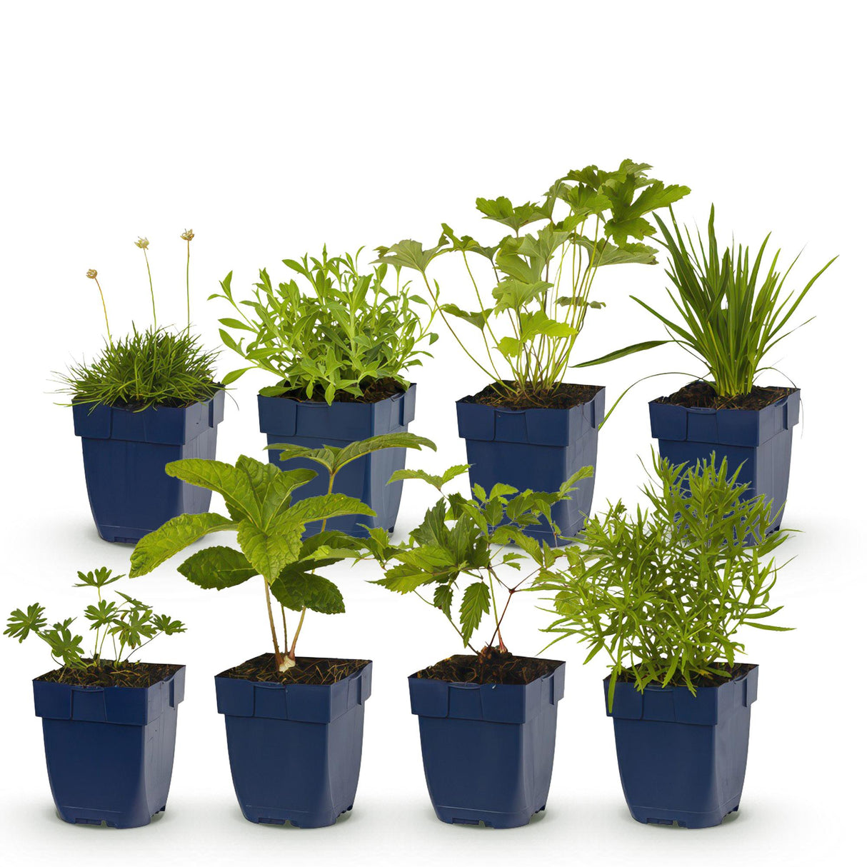 Borderpakket - Kleur Wit - 8 Vaste planten - 1 m2 - Diversen kleuren - Weinig Onderhoud - Pot 11cm