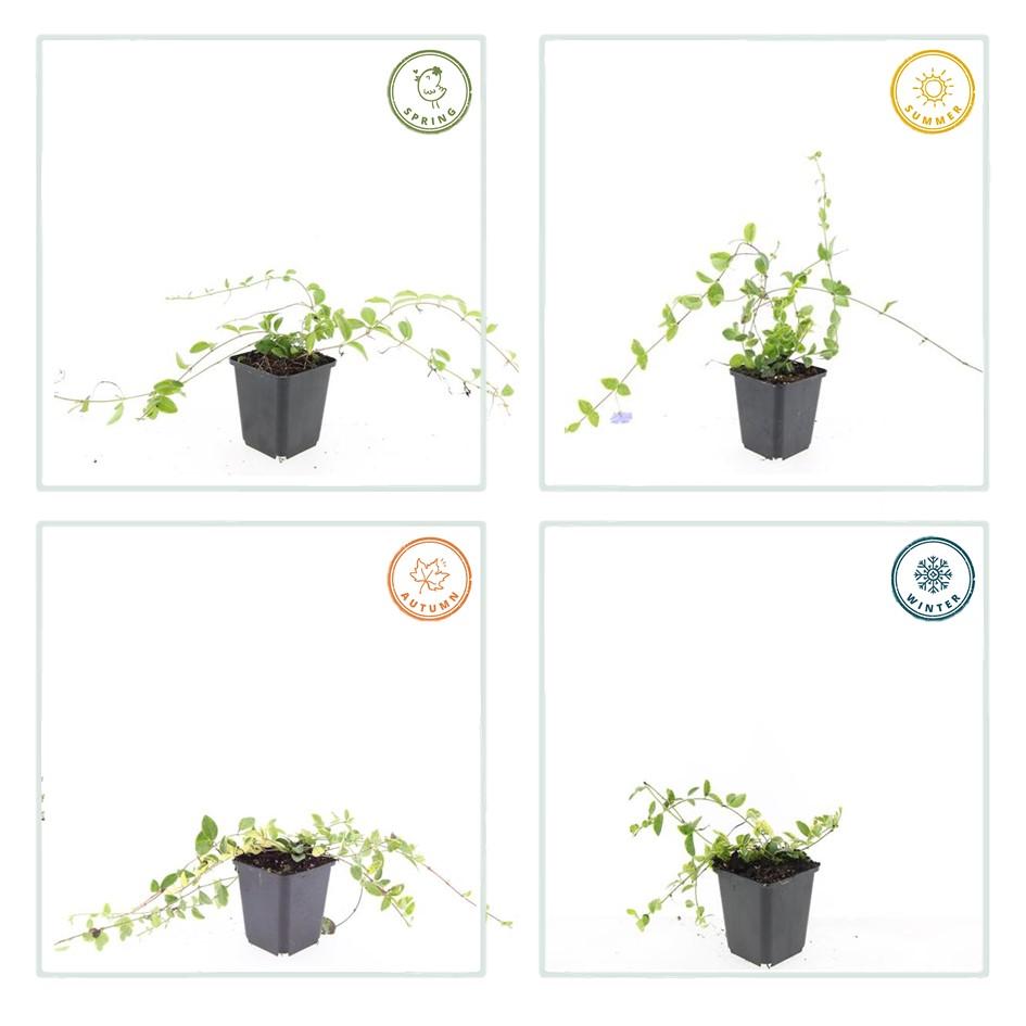 48x Vinca minor 'Blue and Gold' - ↕10-25cm - Ø9cm