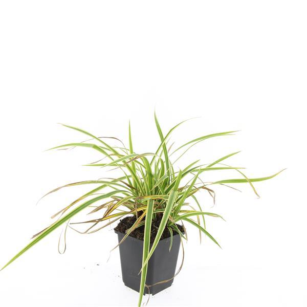24x Carex morrowii 'Aureovariegata' - ↕10-25cm - Ø9cm