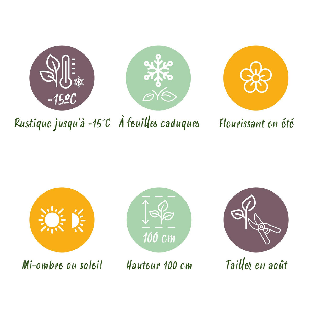 Green boutiQ - Terrasplant - Hortensia - Hydrangea Magical Jewel Blue - Blauw - 6-10 Bloemen - 2 Planten - Pot 23cm Hoogte 55cm