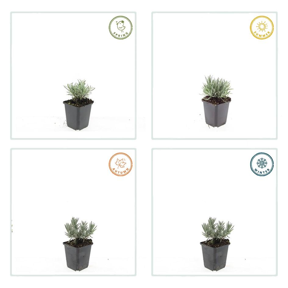 24x Lavandula int. 'Edelweiss' - ↕10-25cm - Ø9cm