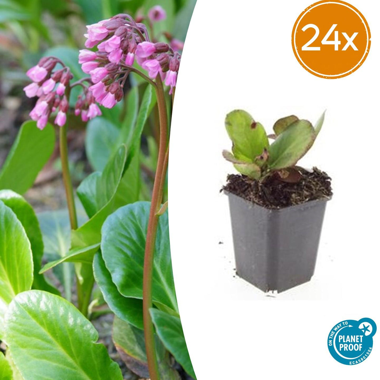 24x Bergenia cordifolia 'Herbstblüte' - ↕10-25cm - Ø9cm