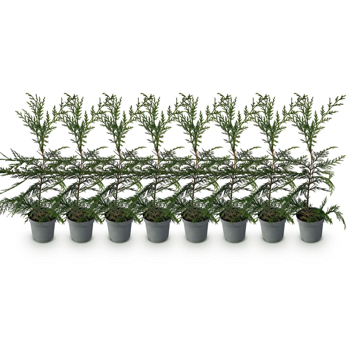 Green boutiQ - Haagplanten - Cupressocyparis leylandii - blad groen - 8 planten - 1 strekkende meter - groenblijvend - pot 9cm hoogte 35-40cm