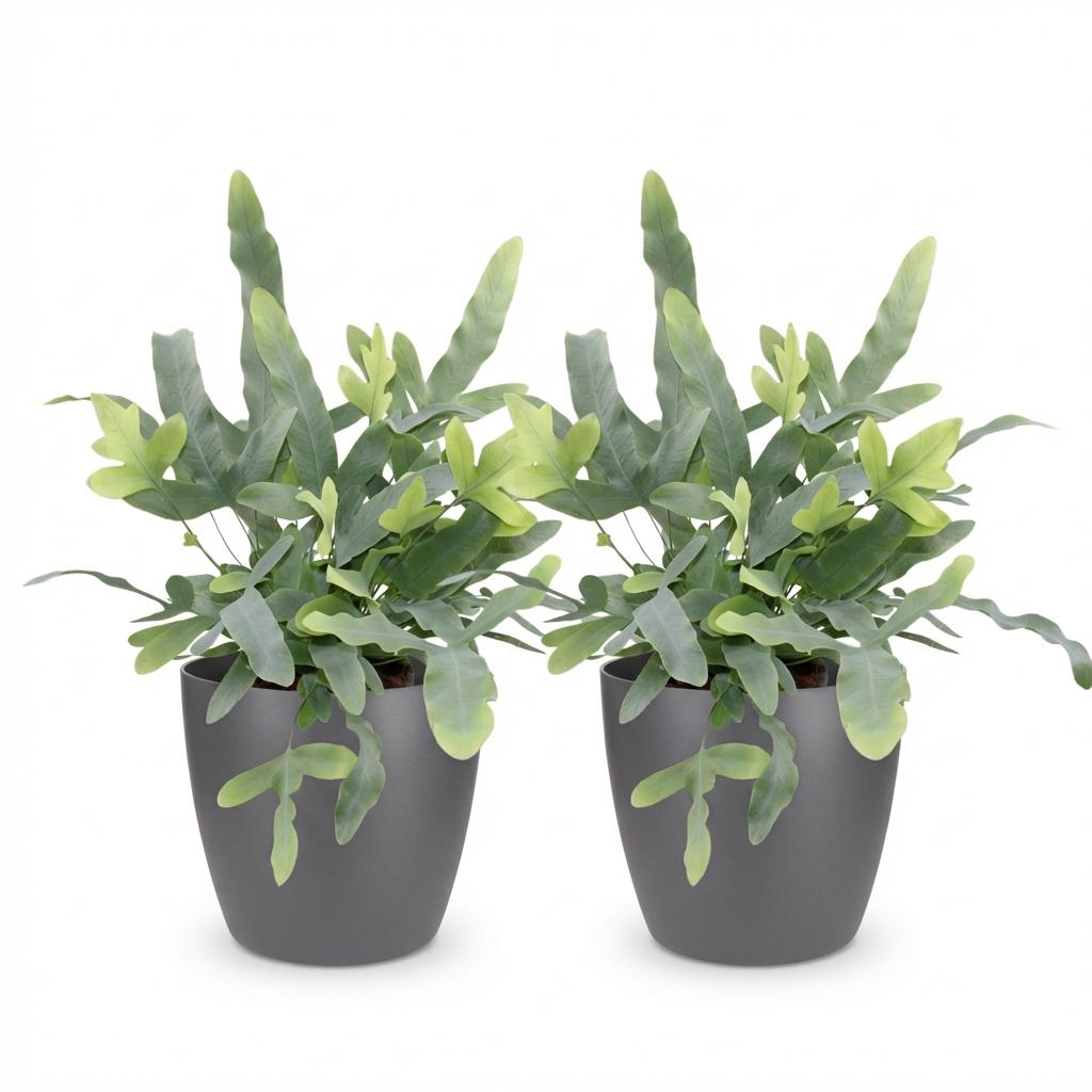 Phlebodium aureum Blue Star - Blauwe Varen - Huisdiervriendelijke Plant - Blauw - 2 Planten - met Potter Grijs - Pot 12cm - Hoogte 25cm