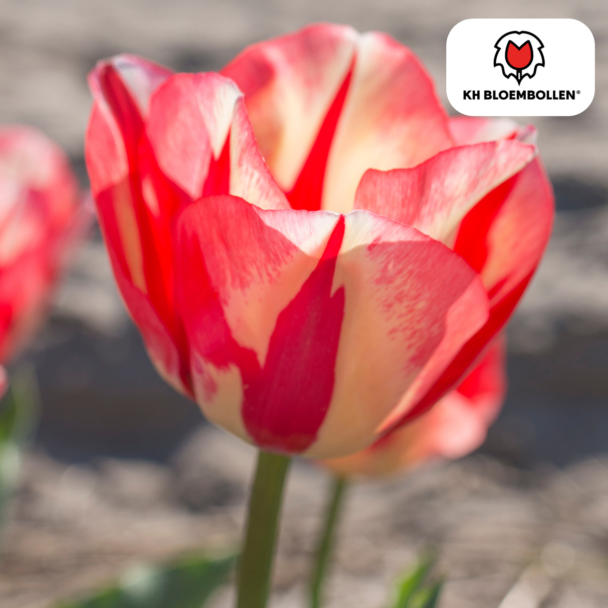Tulpenbollen Spring Break – 20 Stuks | KH Bloembollen® | Rood-Oranje Tulp – Vurig, Energiek & Opvallend – Voor Tuin of Pot – Maat 11/12 – Vers van de Teler