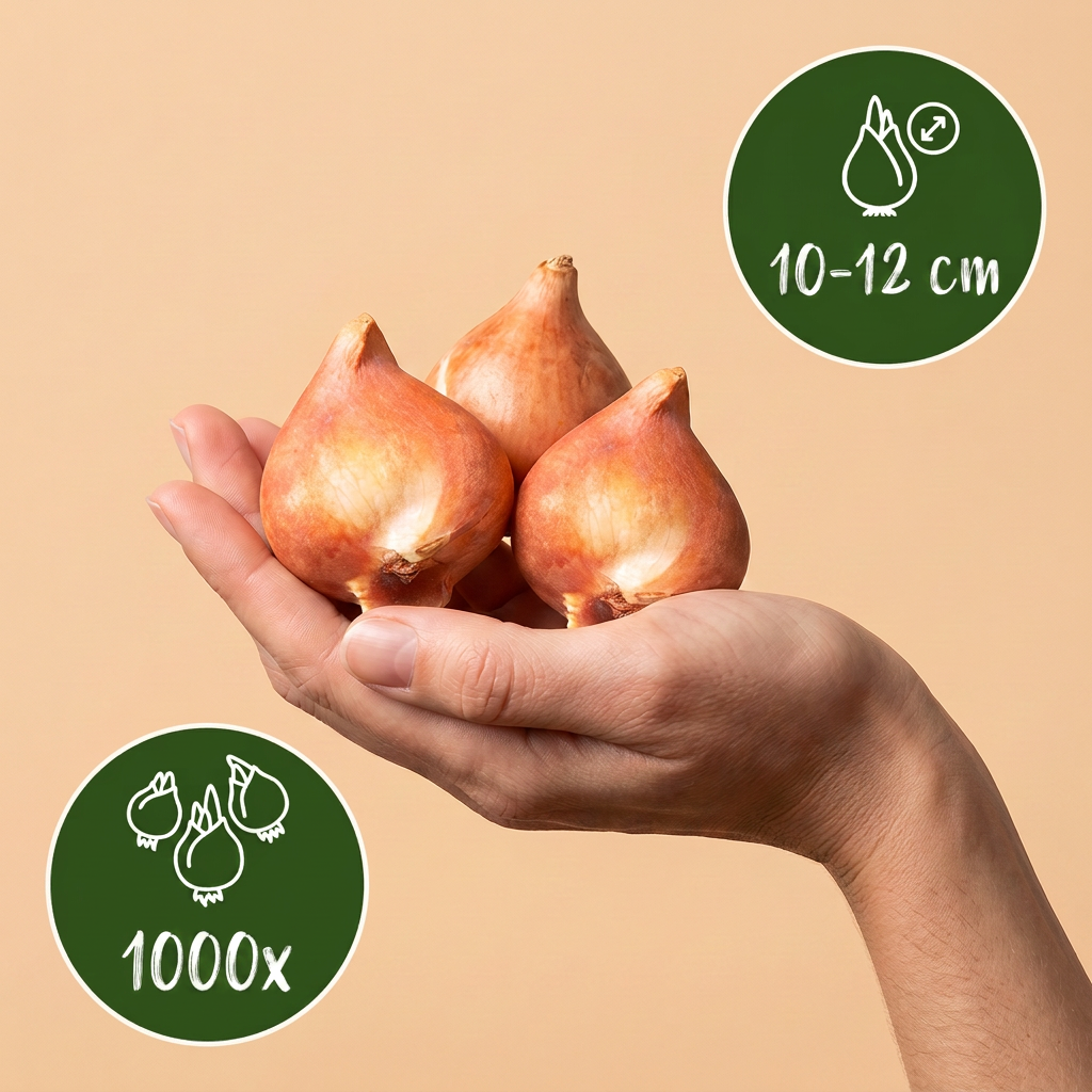 1000x Bulb Garden Mix - Bollentuinmix - Diversen - Zomerbloeier - Bolmaat 10/12
