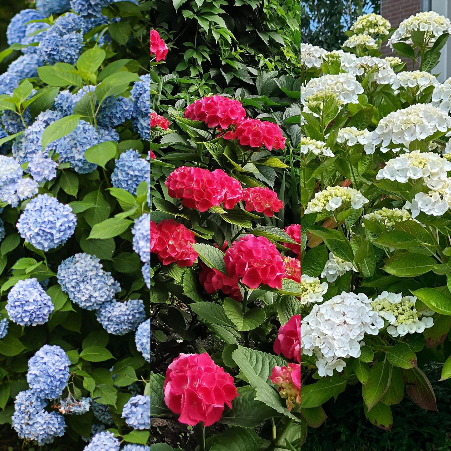 Green boutiQ - Hortensia - Hydrangea macrophylla Tricolour - Bloem Blauw, Roze en Wit - 3 Planten - Bladverliezend - Weinig Onderhoud - Pot 17cm Hoogte 30cm