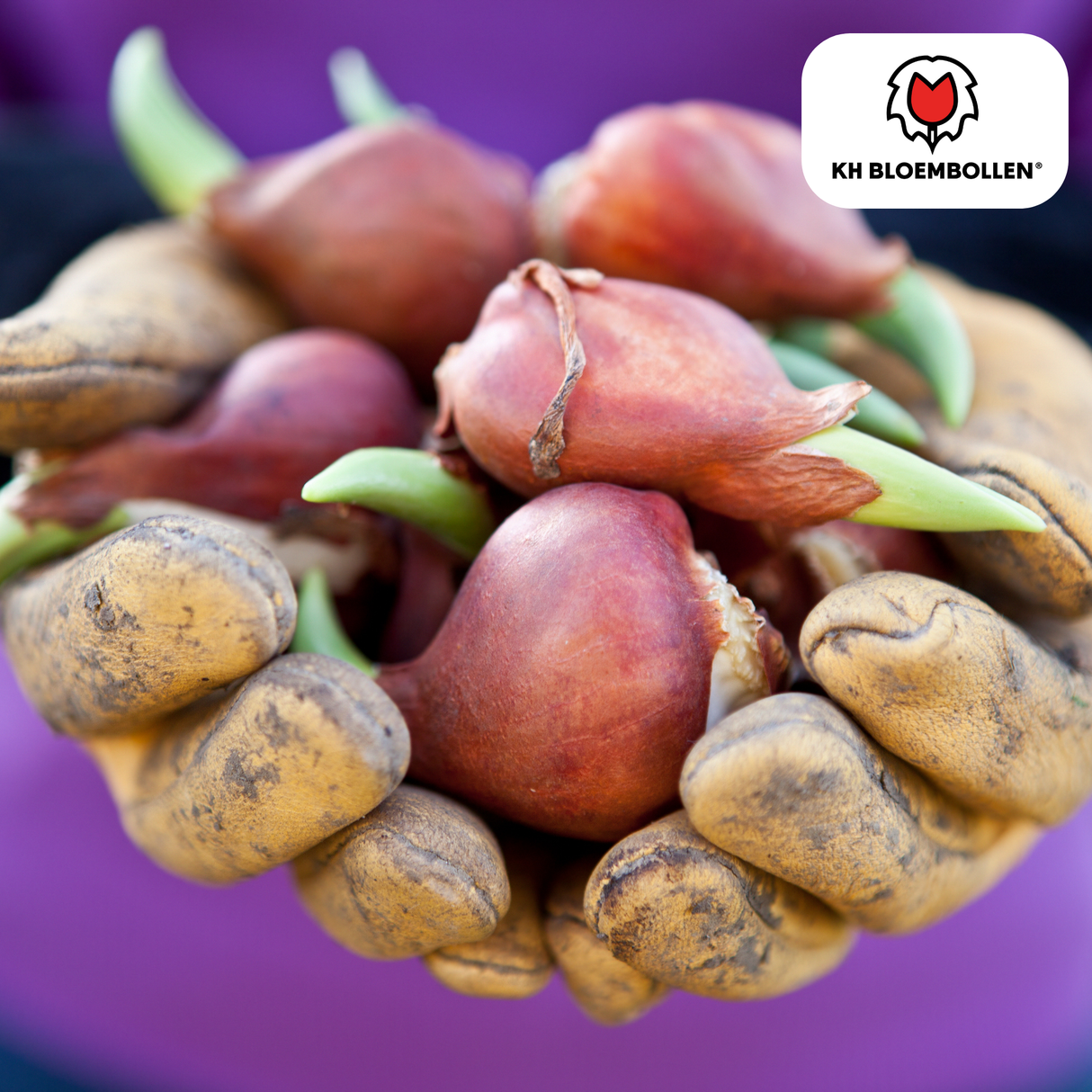 Bulbes de tulipes Apricot Foxx – 20 pièces | KH Bloembollen® | Tulipe saumonée – Élégante & à grandes fleurs – Pour jardin ou pot – Taille 11/12 – Frais du producteur