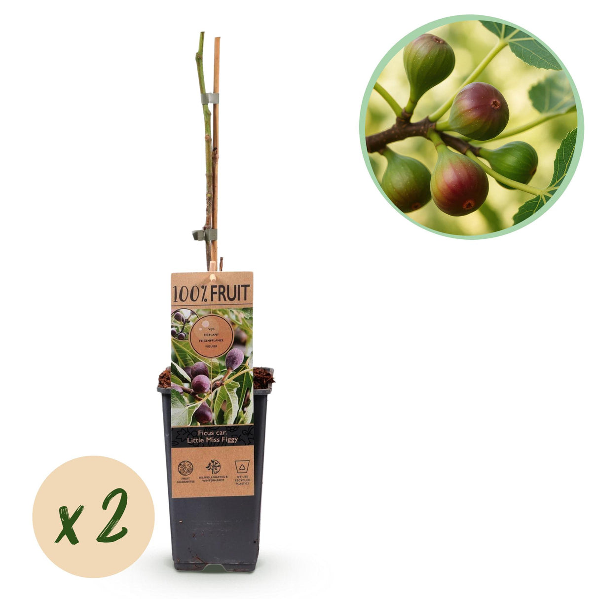 Green boutiQ - Fruitplant - Vijgenboom - Ficus caria Little mis Figgy - Rode Vrucht - 2 planten - Pot 15cm Hoogte 50cm