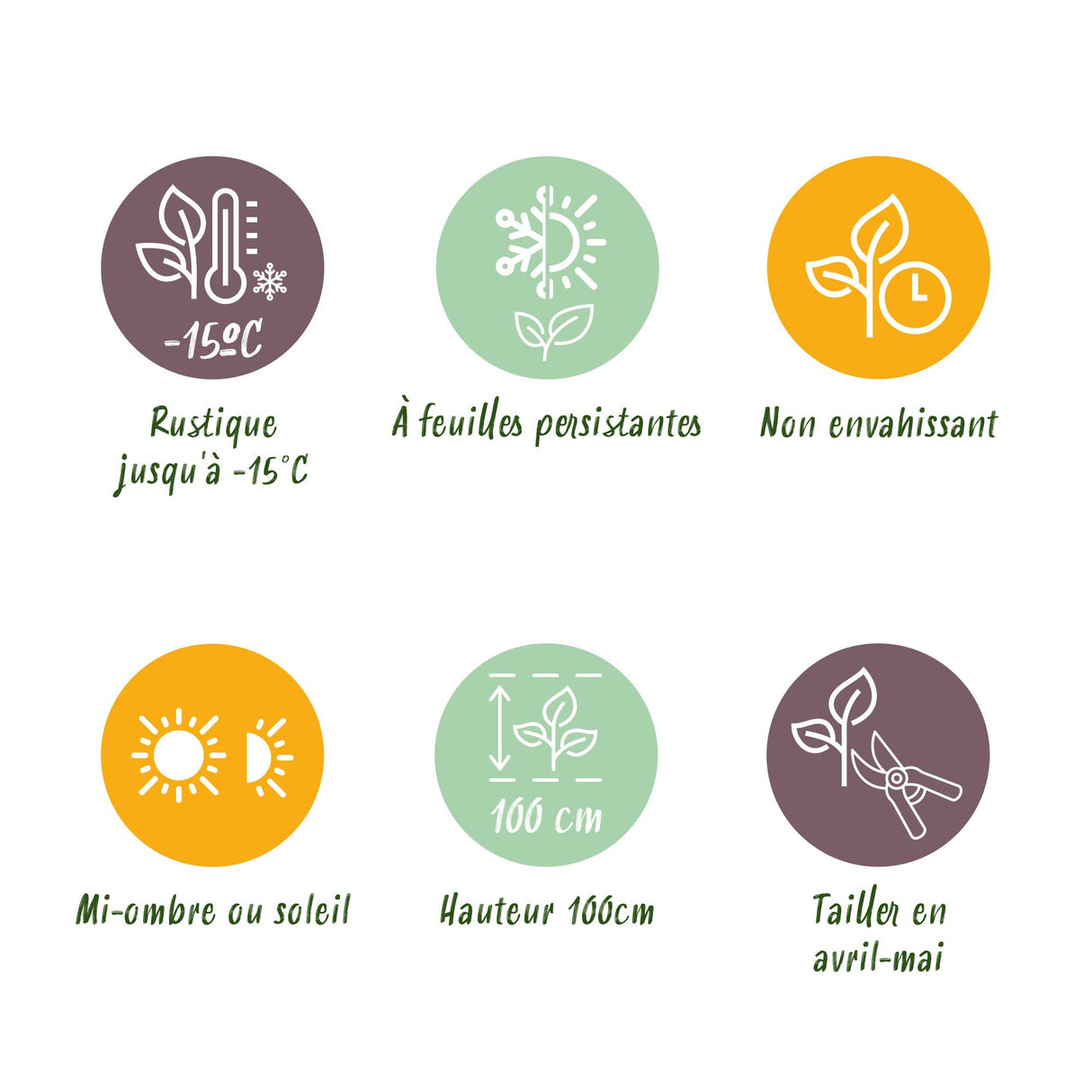 Green boutiQ - Haagplanten - Euonymus japonica Green Spire - blad groen - 6 planten - 1 strekkende meter - groenblijvend - pot 17cm hoogte 40cm