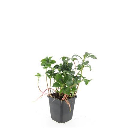 48x Pachysandra term. 'Green Sheen' - ↕10-25cm - Ø9cm