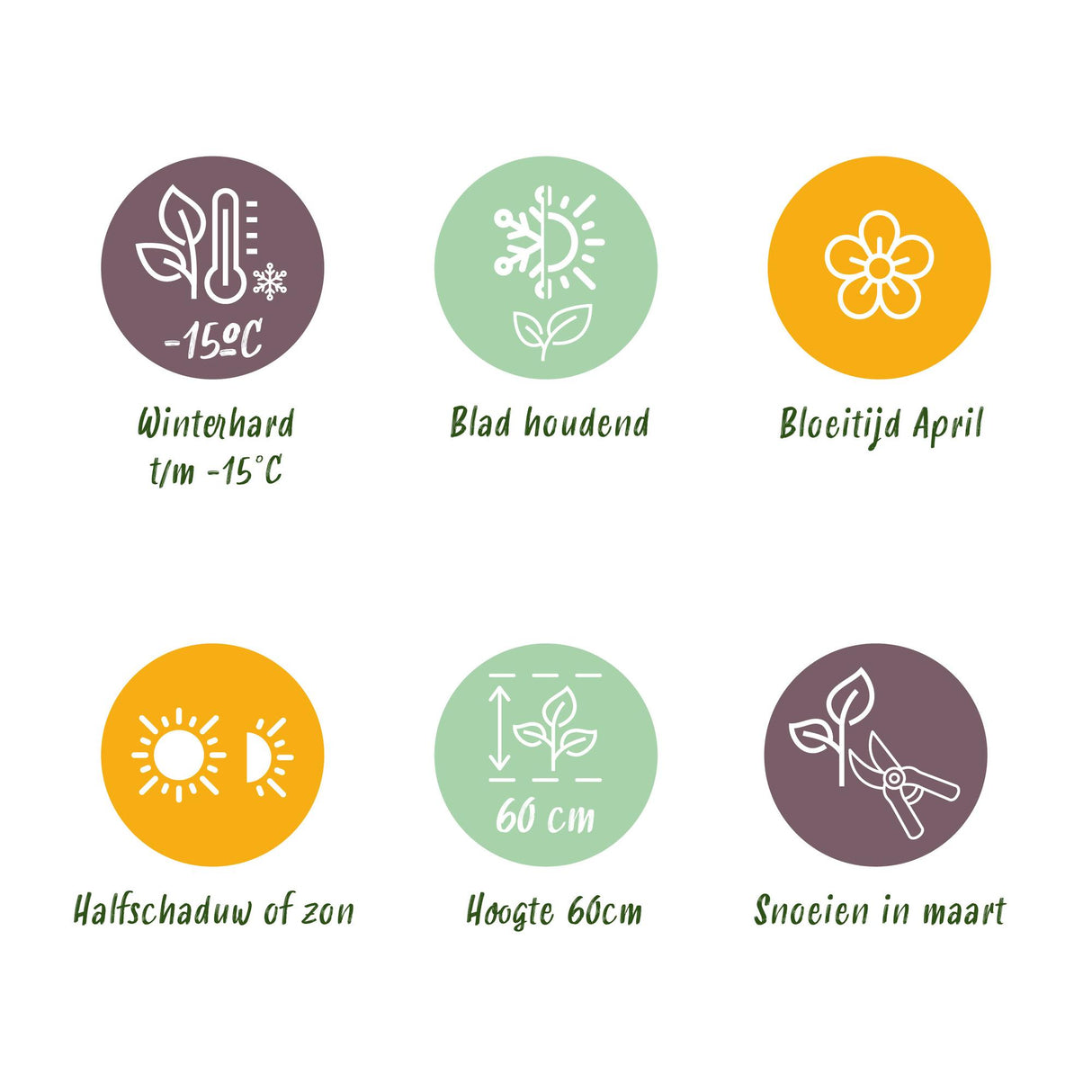 Green boutiQ - Siergrassen - Carex morrowii Ice Dance - Wit & Groen - 2 Planten - Bladhoudend - Weinig Onderhoud - Pot 17cm Hoogte 50cm