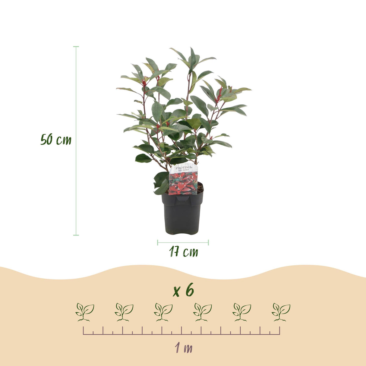 Green boutiQ - Haagplanten - Photinia fraseri Red Robin - groen rood - 6 planten - 1 strekkende meter - groenblijvend - pot 17cm hoogte 50cm