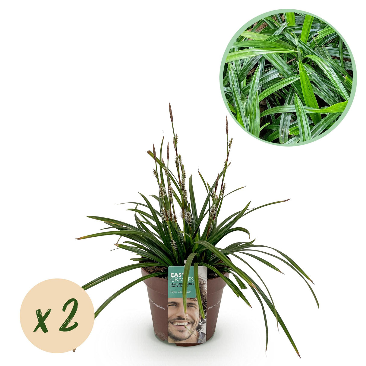 Green boutiQ - Siergrassen - Carex morrowii Irish Green - Groen & Geel - 2 Planten - Bladhoudend - Weinig Onderhoud - Pot 17cm Hoogte 50cm