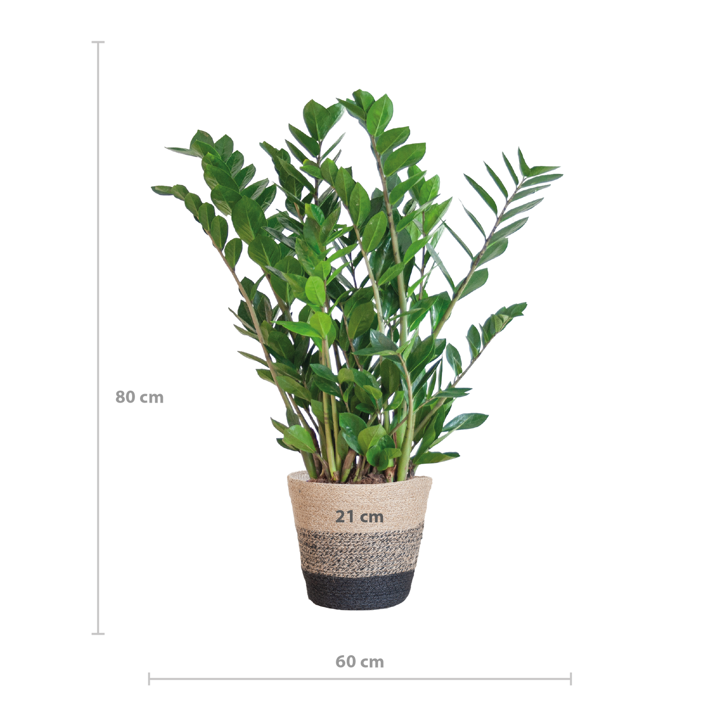 Zamioculcas Zamiifolia met Mand Lissabon zwart - 80cm - Ø21