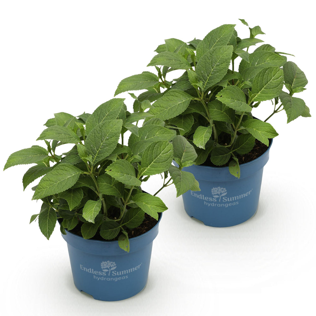 Green boutiQ - Tuinplant - Hydrangea Endles Summer Summer Love Purple - Hortensia - Winterhard - Paars - 2 Planten - Pot 14cm - Hoogte 20-25cm