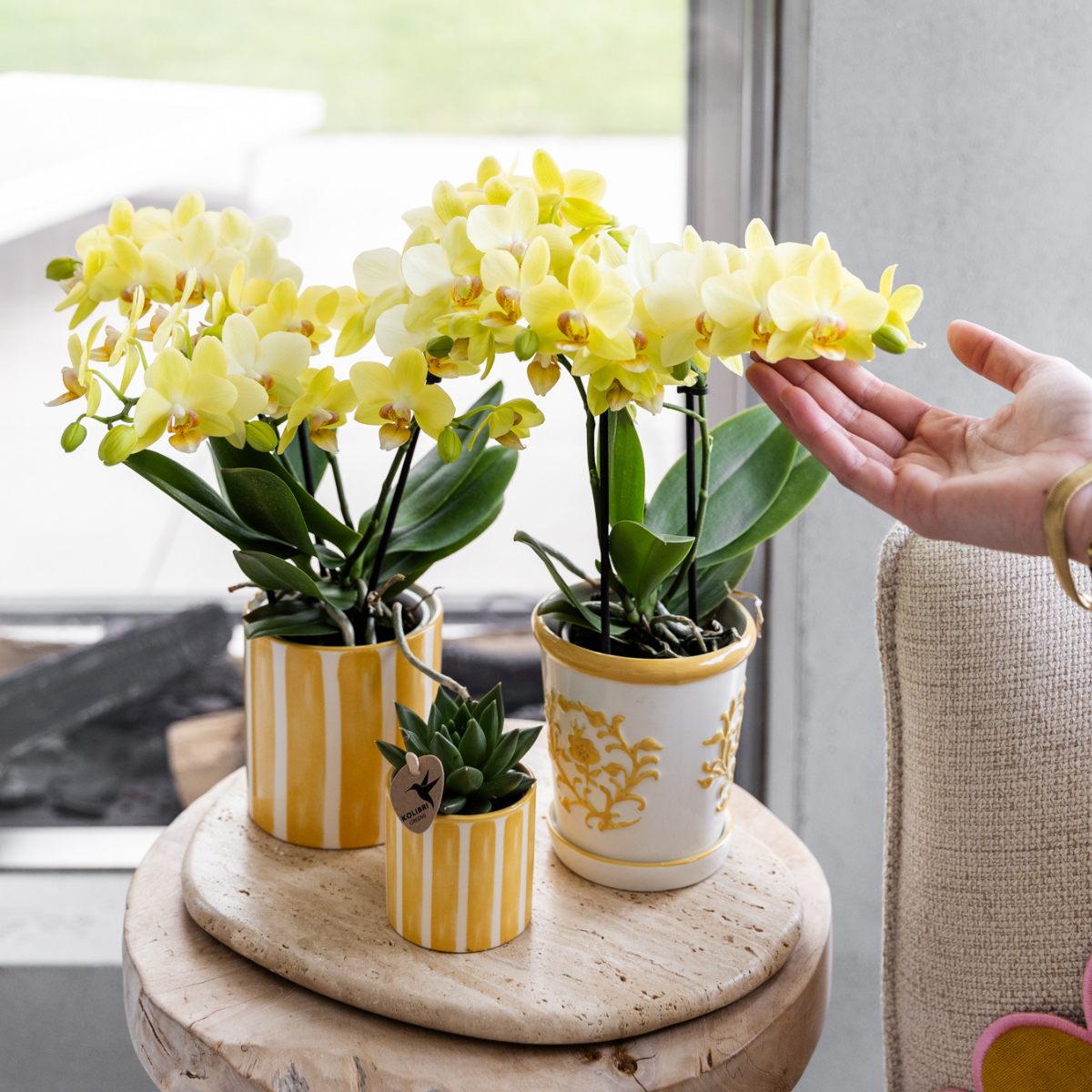 Kolibri Orchids | Gele orchidee Albenga + Malaga sierpot geel - potmaat Ø9cm | bloeiende kamerplant - vers van de kweker