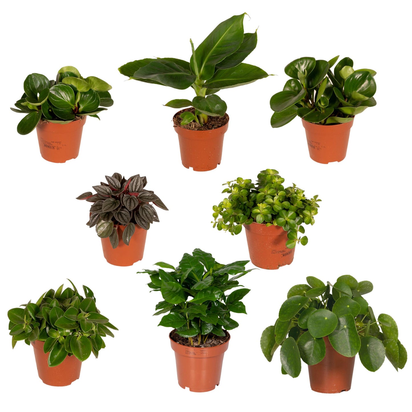 Kamerplanten Voordeelpakket / Verrassingsbox - x8 - ↕25cm - Ø12cm