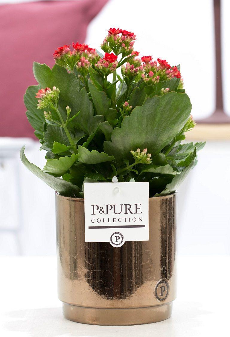 Kalanchoe Red In P&PURE Juliette Ceramics Goldbronze - Ø12cm - ↕27cm