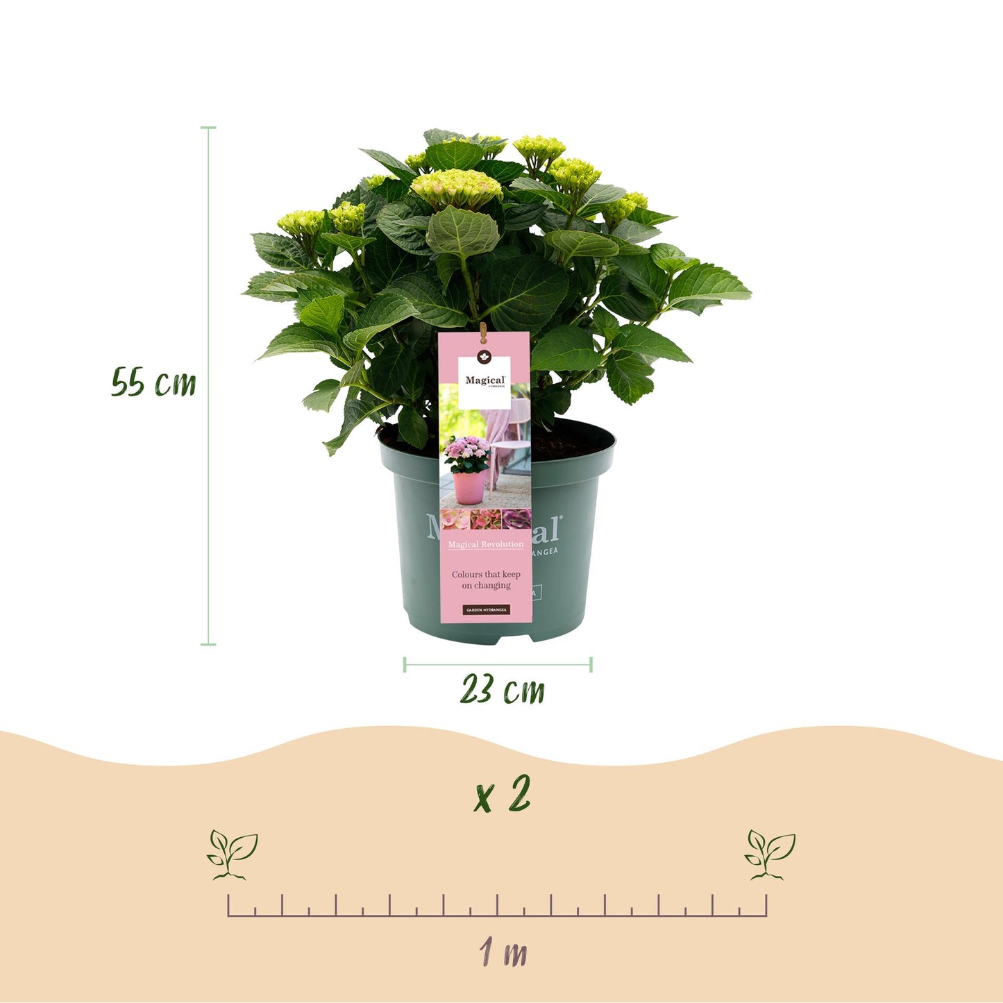 Green boutiQ - Terrasplant - Hortensia - Hydrangea Magical Revolution Pink - Pink - 6-10 Bloemen - Pot 23cm Hoogte 55cm