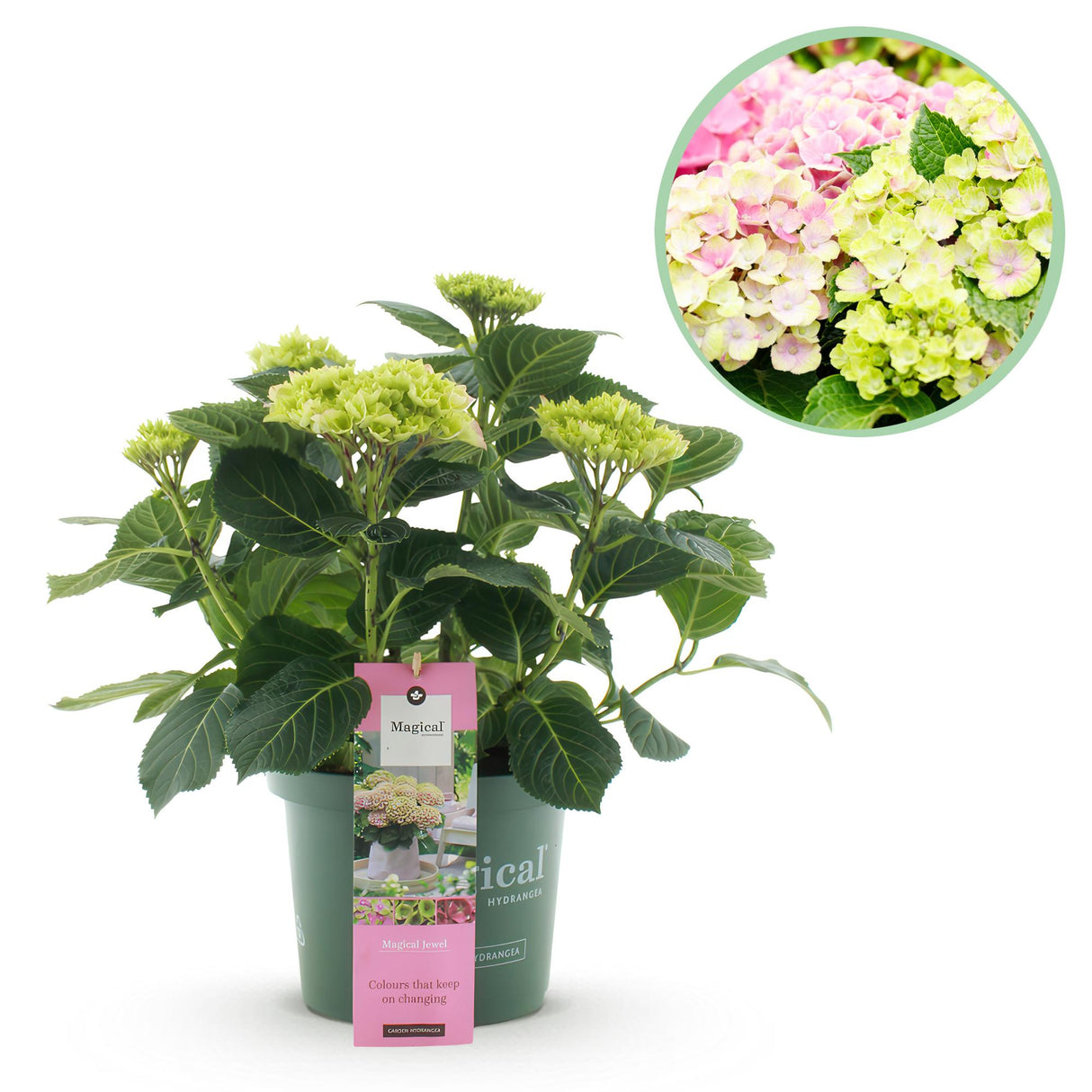 Hortensia - Hydrangea Magical Jewel Pink - Roze - 6-10 Bloemen - Pot 23cm Hoogte 55cm