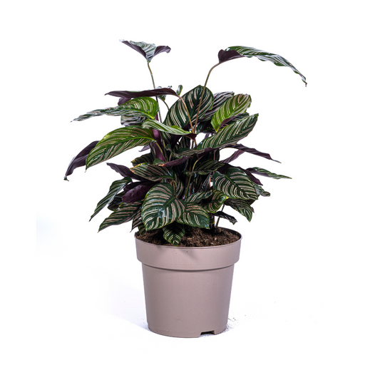 Slaapplant / Calathea Ornata Sanderiana - ↕70cm - Ø27cm