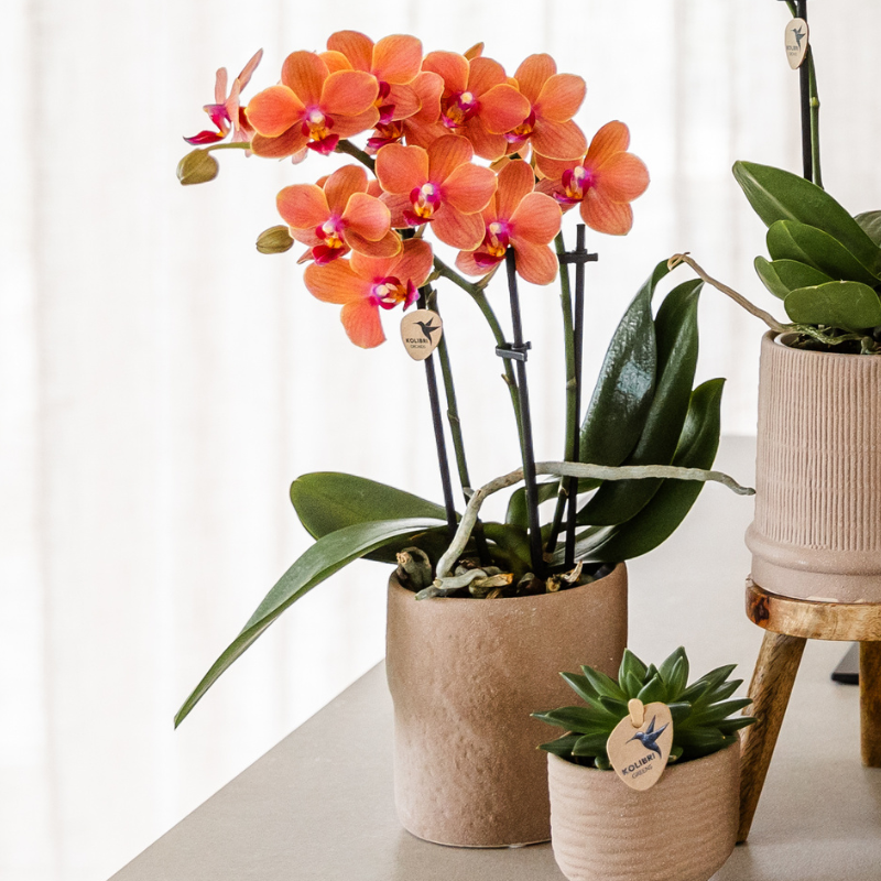 Kolibri Orchids | Set van orchidee Bolzano en succulenten in keramieken sierpotten - potmaat Ø9cm & Ø6cm | bloeiende kamerplant - vers van de kweker