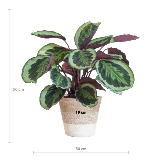 Calathea Medaillon / Calathea – ↕65 cm – ⌀19 cm – in witte Lissabon mand