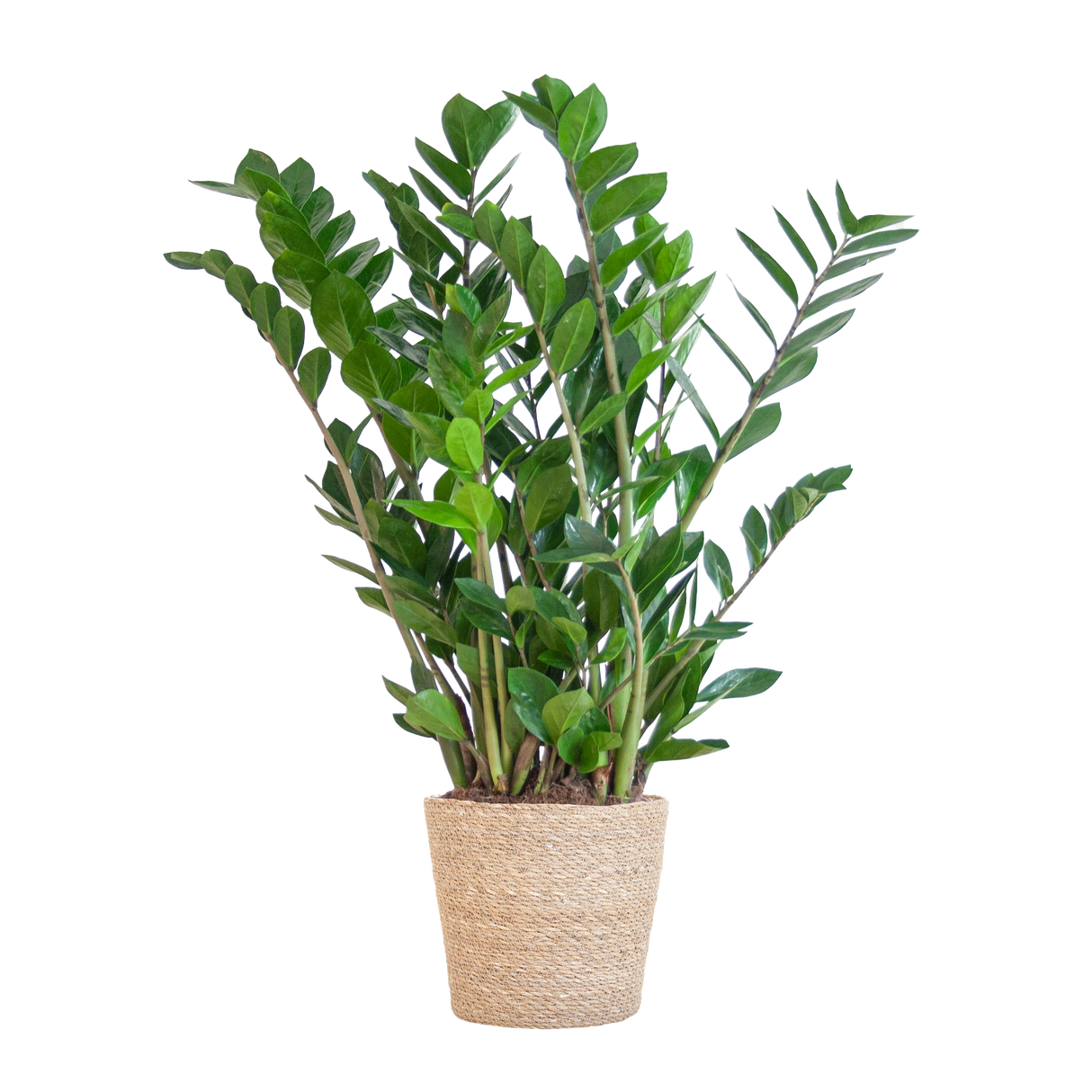 Zamioculcas Zamiifolia avec panier Sofia naturel - 80cm - Ø21