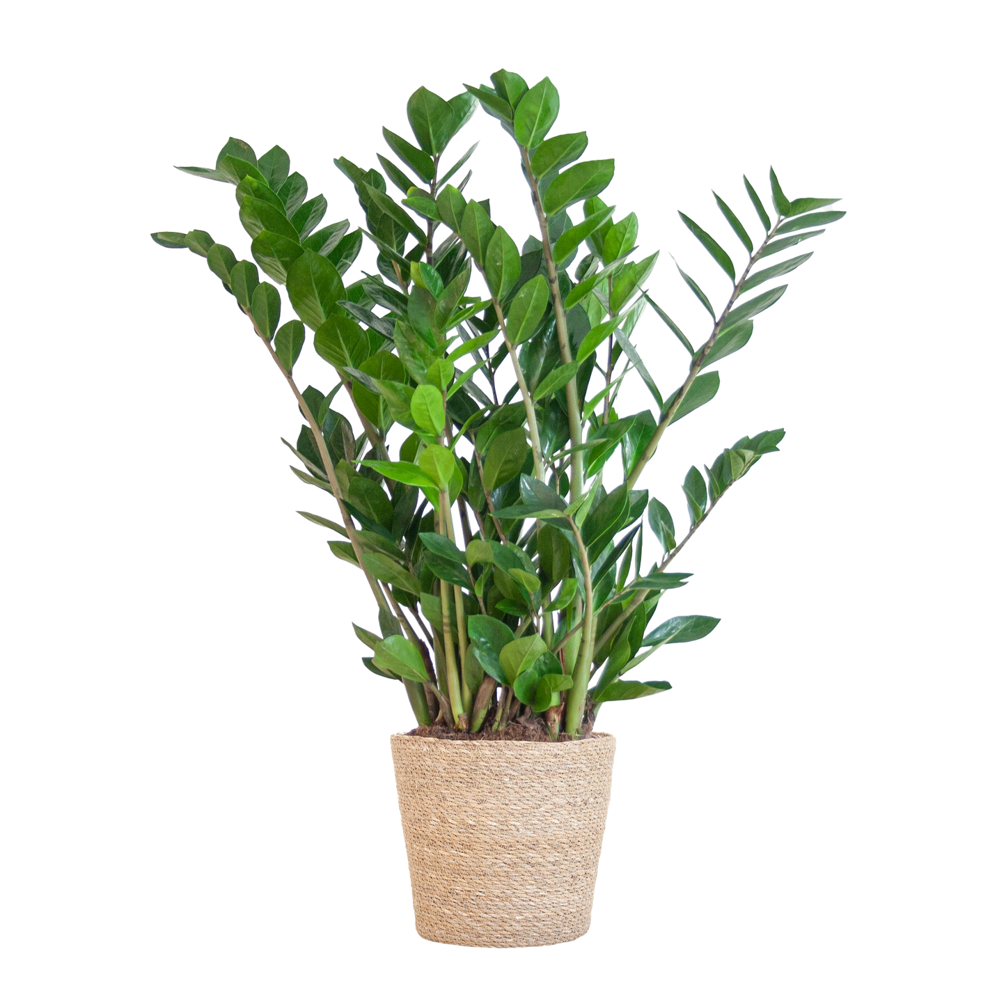 Zamioculcas Zamiifolia met Sofia mand naturel - 80cm - Ø21