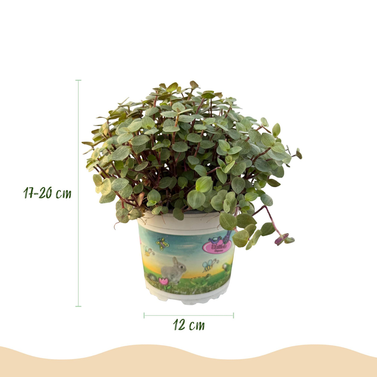 Calissia repens - Kattengras - Huisdiervriendelijk - Groen - 2 Planten - met Potter Grijs - Pot 12cm - Hoogte 17-20cm