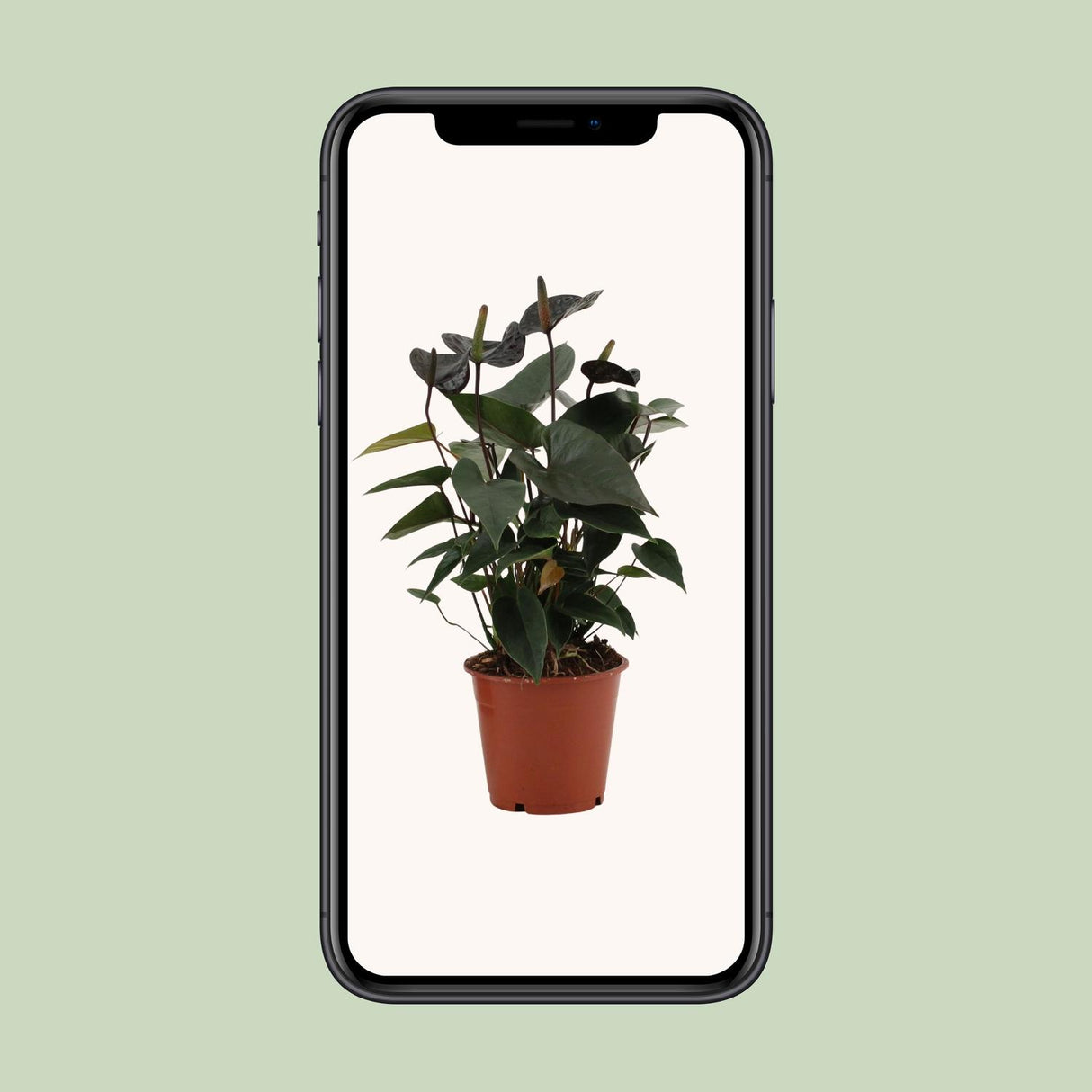 Flamingoplant / Anthurium – ↕36cm – ⌀12cm