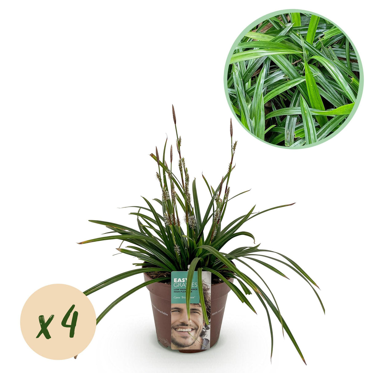 Siergrassen - Carex morrowii Irish Green - Groen & Geel - 4 Planten - Bladhoudend - Weinig Onderhoud - Pot 17cm Hoogte 50cm