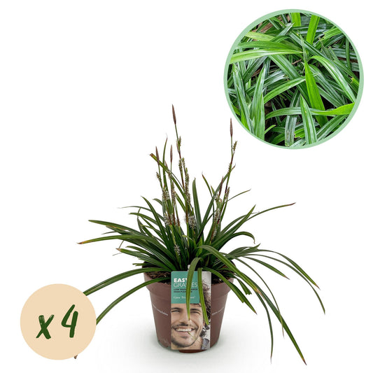 Siergrassen -  Carex morrowii Irish Green - Groen & Geel - 4 Planten - Bladhoudend - Weinig Onderhoud - Pot 17cm Hoogte 50cm