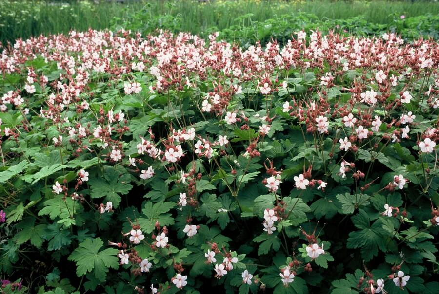 24x Geranium macr. 'Spessart' - ↕10-25cm - Ø9cm