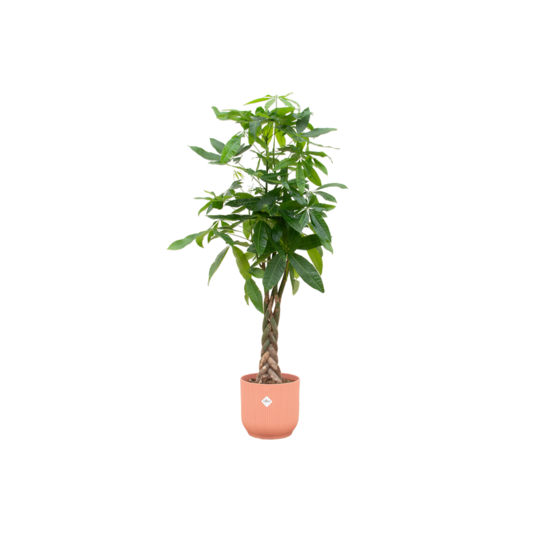 Pachira Aquatica + Pot Roze - ↕140cm - Ø30cm