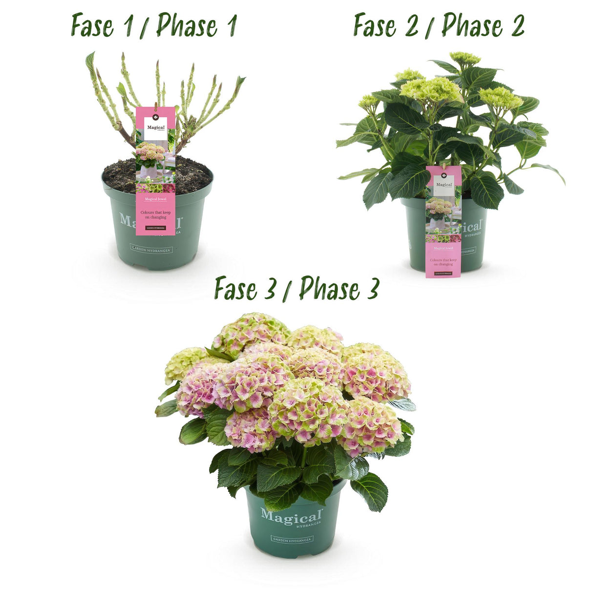Green boutiQ - Terrasplant - Hortensia - Hydrangea Magical Jewel Pink - Roze - 6-10 Bloemen - 2 Planten - Pot 23cm Hoogte 55cm