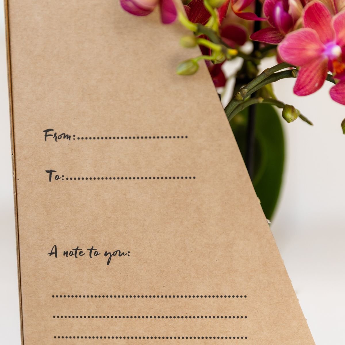 Kolibri Orchids | Witte Phalaenopsis Orchidee - Mineral Amabilis in Glow Travertine Sierpot met Giftbox - Ø9 cm
