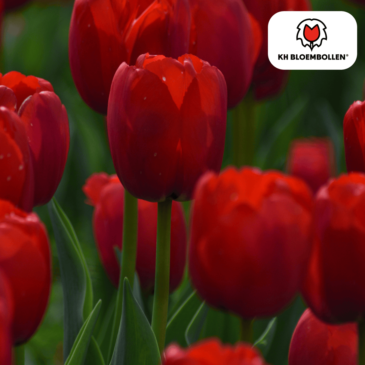 Bulbes de tulipes Seadov – 20 pièces | KH Bloembollen® | Tulipe rouge foncé – Puissante, Classique & Intemporelle – Pour jardin ou pot – Taille 11/12 – Frais du producteur