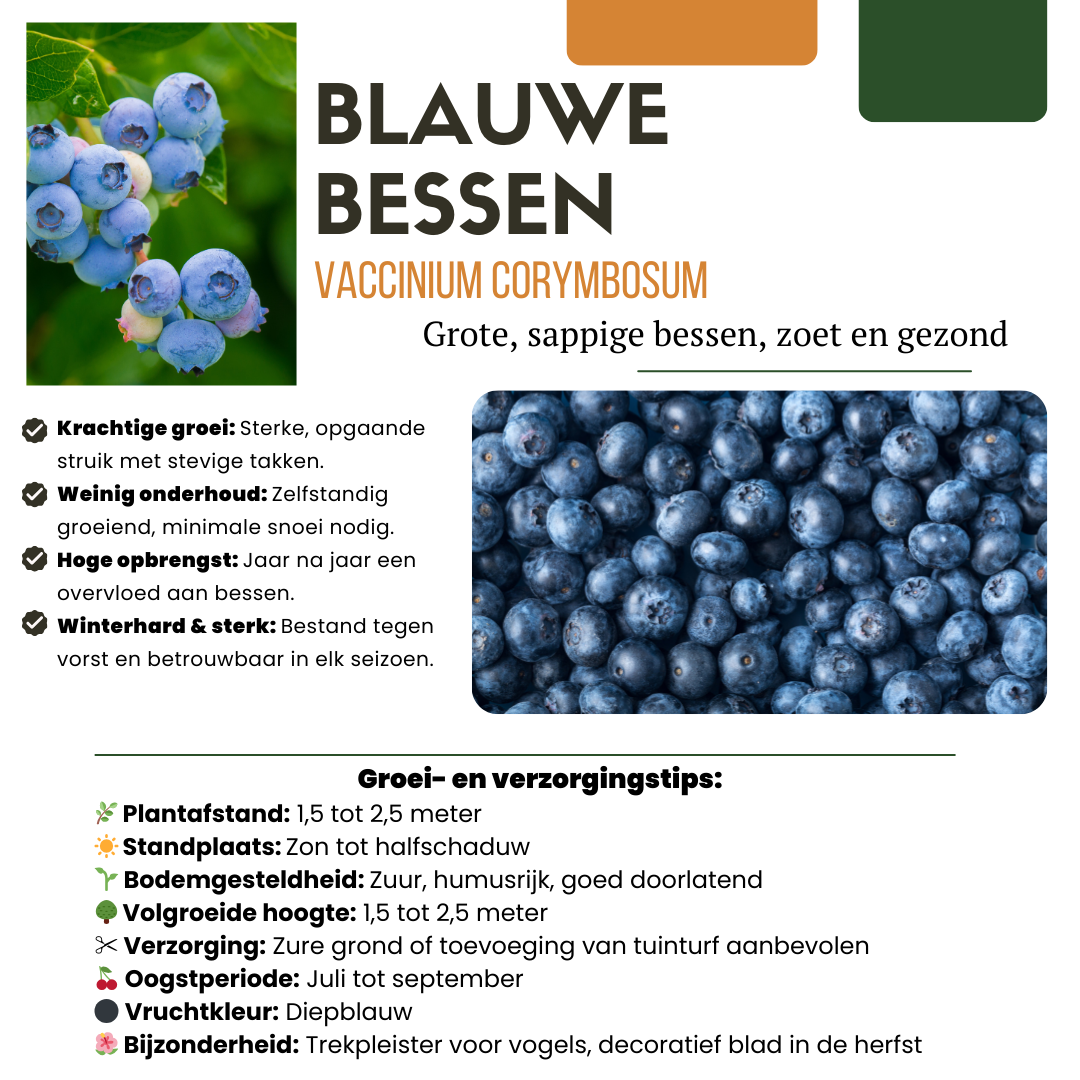"Zomervruchten" BIO Fruitplanten mix set van 4 verschillende soorten